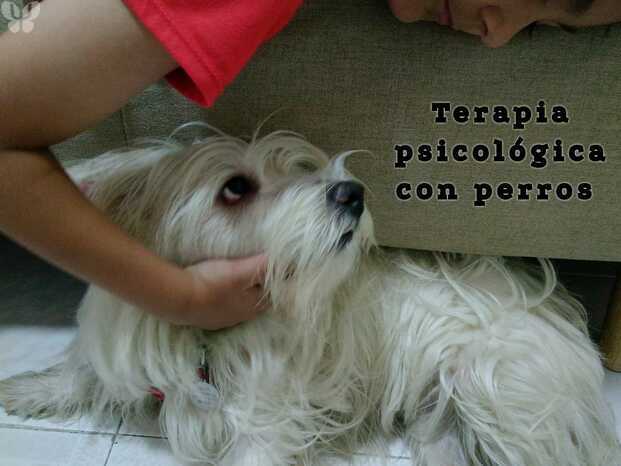 Terapia psicológica asistida con perro